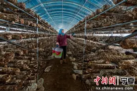 宁夏隆德：做足做好“土、特、产”文章 打造共富“新样板”图片