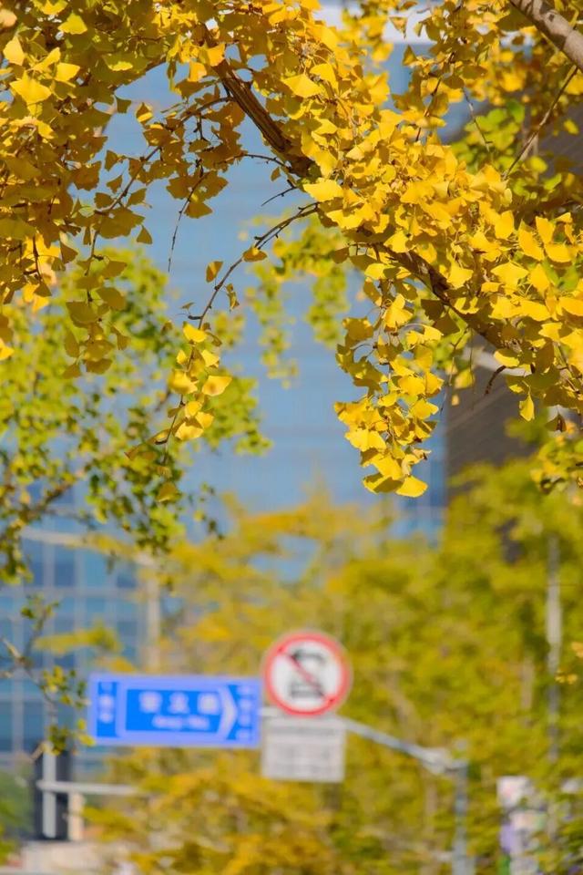 美翻了！苏河湾“红枫天桥”上线！更多金色、橙色、赭红色正在路上……来看↗