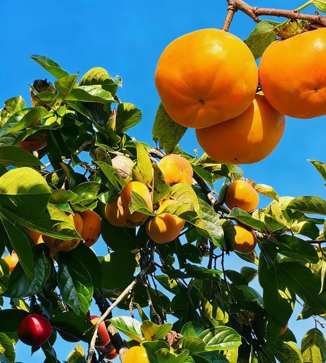 这里的柿子可以摘！代溪镇，距四坪仅12公里，2天1夜烹茶酌酒，玩转非遗！