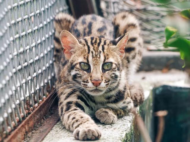 永川现实版“疯狂动物城”，比电影还上头！