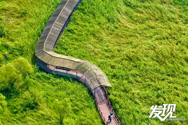 发现丨洽川湿地：绿水盈盈 芦苇丛丛