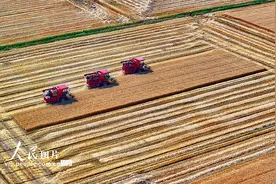 江西九江：冬小麦喜获丰收图片