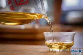 万千气象看云南｜云南凤庆：春茶开采 茶香四溢图片