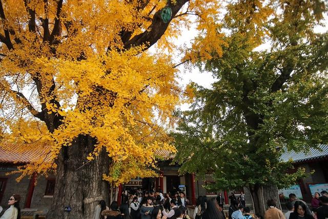 临沂：古银杏树叠翠流金