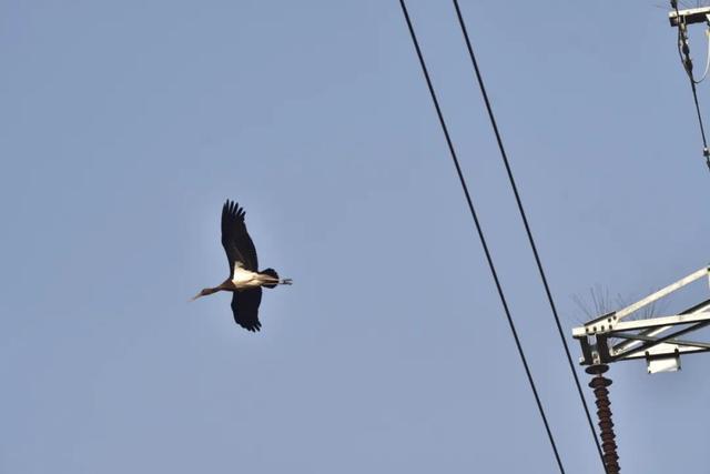 温县发现“鸟中熊猫”→