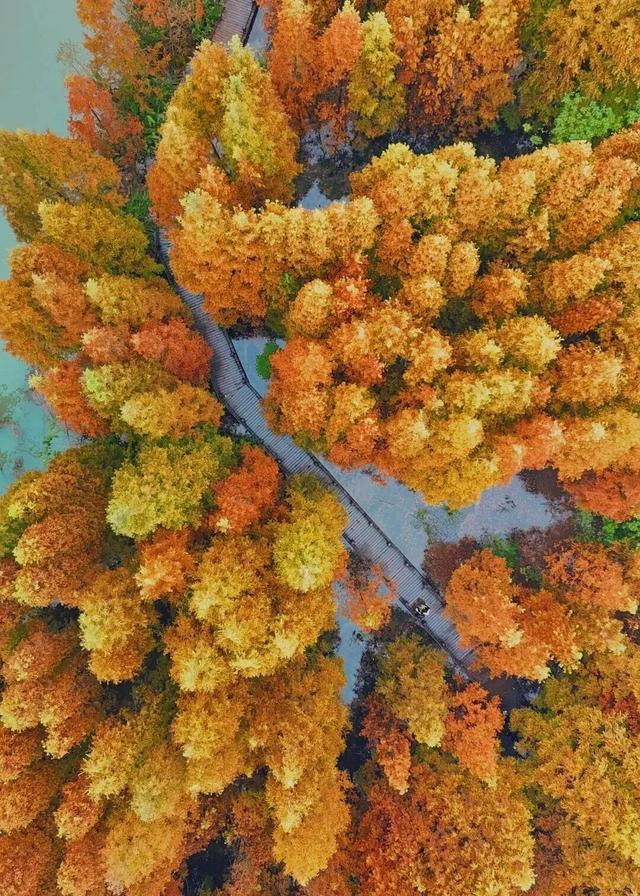 成都限定红！水杉最美季节上线，赶紧打卡