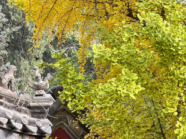 泰山壶天阁银杏披“金衣” 秋日美景引客来