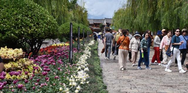 菊花扮靓丽江古城 盛装喜迎“双节”