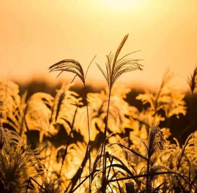 街头大量出现！常州人都已经捡上了