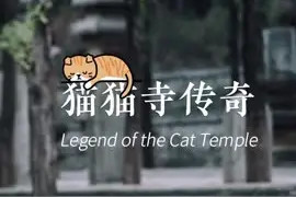 萌翻了！“济南猫猫寺”文创周边上线图片