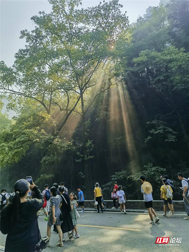 阳光在林间织梦，在张家界遇见光瀑奇观