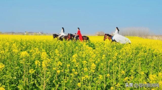 别错过！鄂州春日限定“金色海洋”已上线