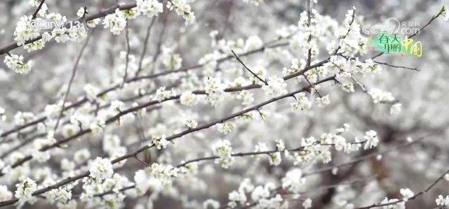 各地春日文旅持续升温 “赏花流量”转化为“消费留量”