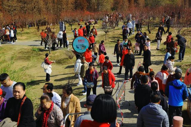 开了!开了!七星岩桃花开了!