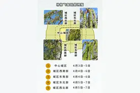 飞絮将持续50天左右！北京发布今年首个杨柳飞絮预报图片