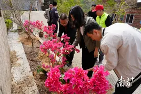 阳春志愿者9年在鸡笼顶植下树苗过万棵图片