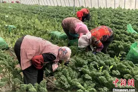 探访山东高密羽衣甘蓝种植基地：“超级蔬菜”香飘海内外图片