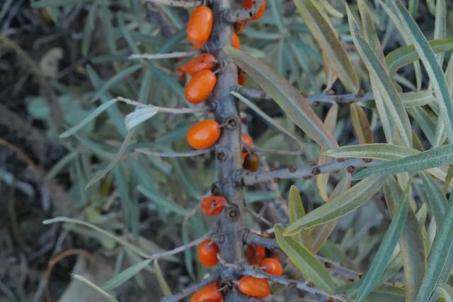 布尔津风沙中的生命之王