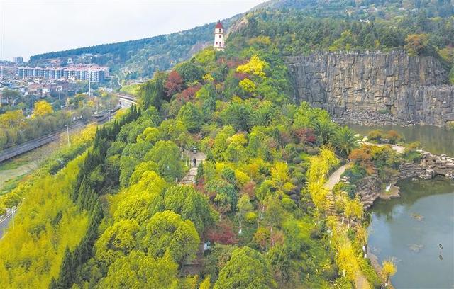 初冬的曲靖城红枫似火 黄叶如金