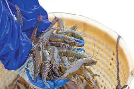 一只虾的升级之路图片