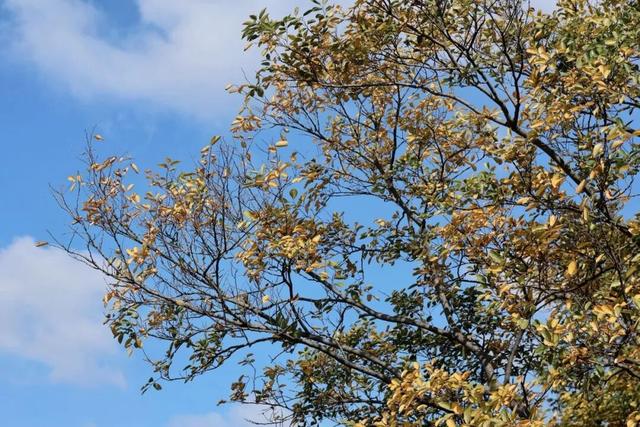 在雨山邂逅暗香苑，寻见一方藏在城市角落的桃花源