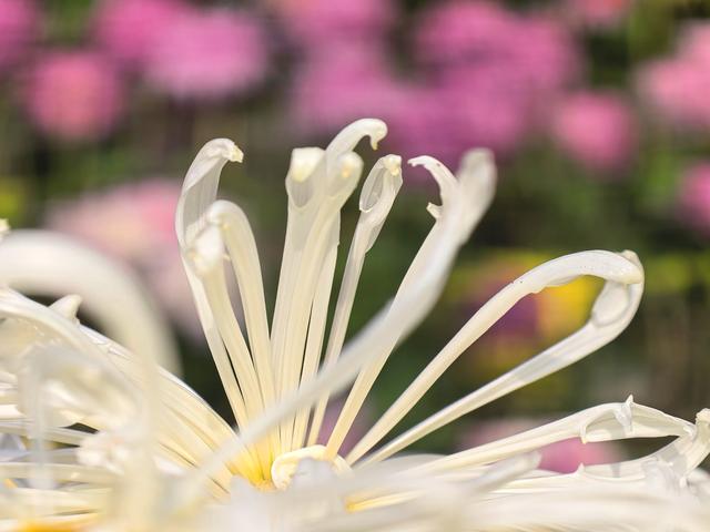 到红螺寺看室内菊花展：主打一个温暖清新