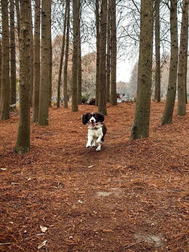 域见上海·域见奉贤｜海湾国家森林公园最新红杉实拍已送达，还有更多攻略等你来看！