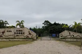 需提前预约，每日限游客120名！汕头红树林公园拟开启试运营图片