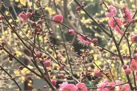 你一句春不晚，我就到了真济南图片