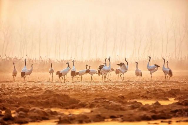 辞家千里又千里，盐城想你很想你