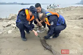 娃娃鱼身中钓钩被困江边，公安渔政合力将其放生图片