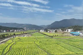 新邵：油菜花开春意浓图片
