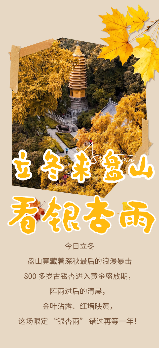 立冬雨歇，银杏正当时！