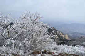 千树万树“银花”开，三月的泰山再现雾凇美景图片