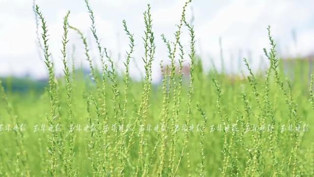 快来打卡！玉林这里藏着一片“绿野仙踪”
