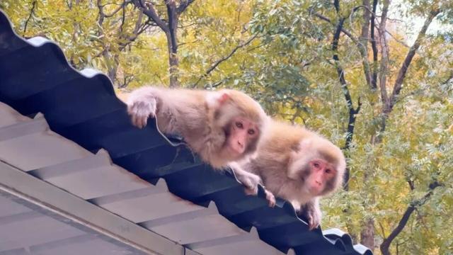 抓住秋天的尾巴，去“北方小桂林”选出你最爱的颜色~