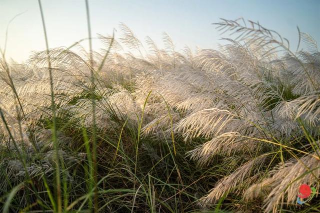 花海走起！湛江秋日限定打卡点！