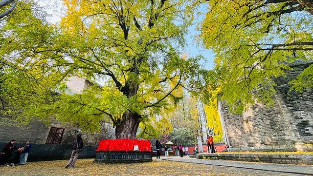 太美了！襄城这棵千年银杏进入最佳观赏期