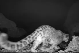 云南生物多样性再添实证：巴美保护地首次记录雪豹与滇金丝猴同域生存图片