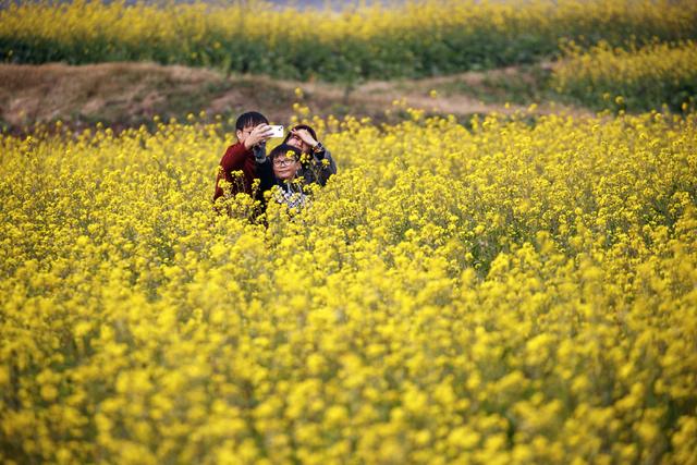 油菜花冬日“抢跑”，花海大片可以整起来了