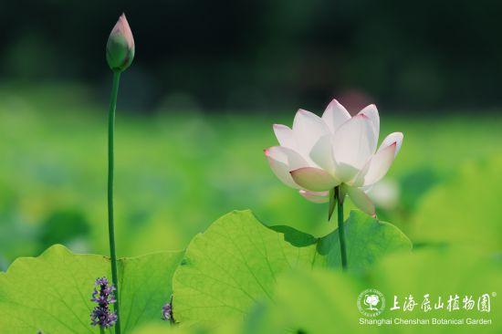 上海限定美景已上线！这个七月，“荷”你相遇