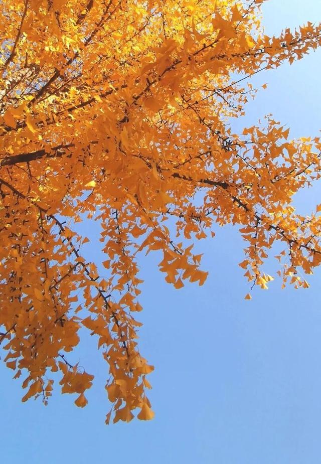 总是会反复爱上潍坊的秋天！