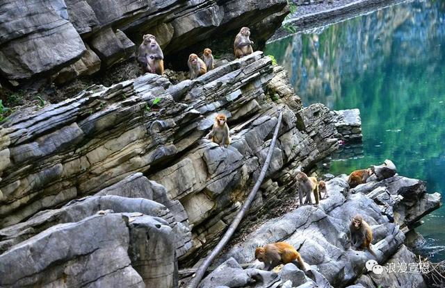 从宣恩走向世界：狮子关“圈粉”海外