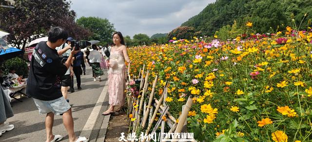 【美丽贵州】春季油菜花  秋季野花美｜花溪十里河滩“格桑花田”吸引游客赏花打卡