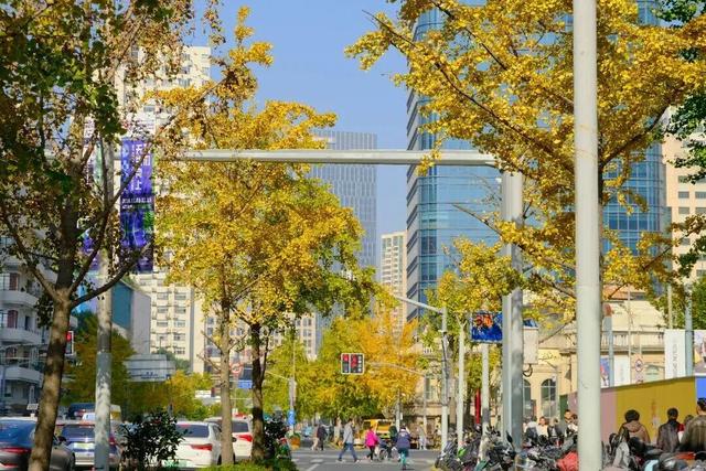 美翻了！苏河湾“红枫天桥”上线！更多金色、橙色、赭红色正在路上……来看↗