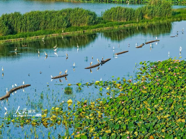 荷香鹭影映湿地