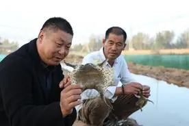 睢县：蟾蜍变身“金疙瘩” 蹦出致富新路子图片