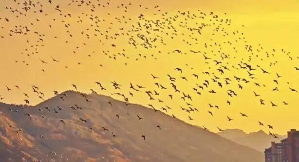 暖橙夕照里，“鸟浪”舞出生态恋曲