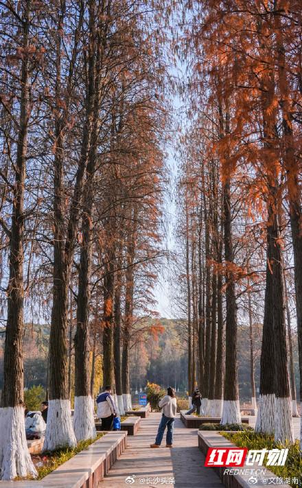 冬日衡阳南湖水杉如画