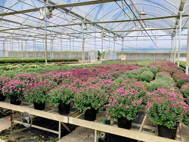 官宣：11月1日起，持续一个月！很多武汉人等了一年